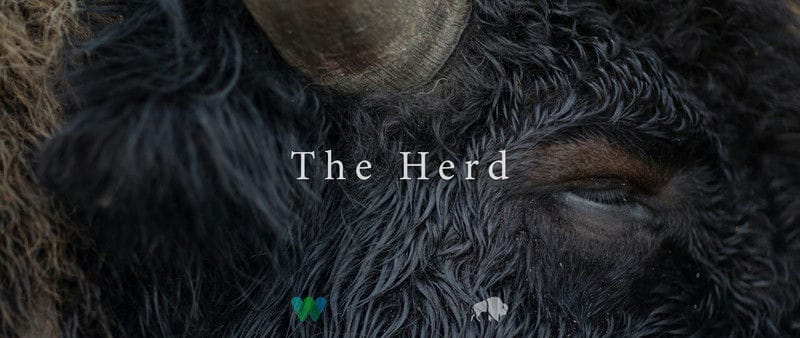 The Herd-POSTER-01